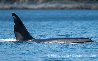 Chainsaw, an adult male killer whale. One the most recognizable orca in the Salish Sea, this male (born in 1978) has a massive dorsal fin with deep notches that resemble a saw blade, Orcinus orca, Sonora Island, British Columbia, Canada