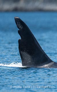 Chainsaw, an adult male killer whale. One the most recognizable orca in the Salish Sea, this male (born in 1978) has a massive dorsal fin with deep notches that resemble a saw blade, Orcinus orca, Sonora Island, British Columbia, Canada