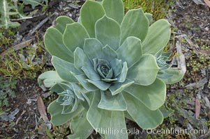 Chalk live-forever, Batiquitos Lagoon, Carlsbad, Dudleya pulverulenta