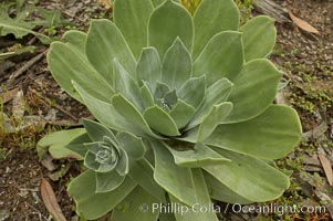 Chalk live-forever, Batiquitos Lagoon, Carlsbad, Dudleya pulverulenta