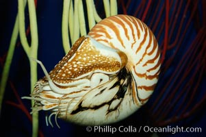 The chambered nautilus is a living fossil whose relatives date back 100s of millions of years. The nautilus lives at great depths (1800) within fore-reef habitats of the Indian and Pacific oceans. It is an active swimmer, propelling itself close to the sea floor by expelling  water from its movable siphon, Nautilus pompilius