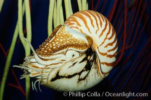 The chambered nautilus is a living fossil whose relatives date back 100s of millions of years. The nautilus lives at great depths (1800) within fore-reef habitats of the Indian and Pacific oceans. It is an active swimmer, propelling itself close to the sea floor by expelling  water from its movable siphon, Nautilus pompilius