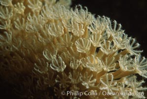 Chatter coral polyps, detail, Northern Red Sea, Egyptian Red Sea