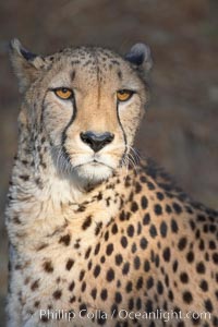 Cheetah, Acinonyx jubatus