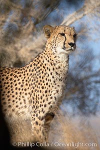 Cheetah., Acinonyx jubatus, natural history stock photograph, photo id 17966