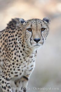 Cheetah, Acinonyx jubatus