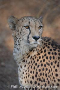 Cheetah, Acinonyx jubatus