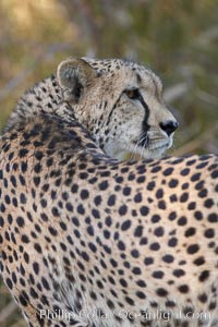 Cheetah, Acinonyx jubatus