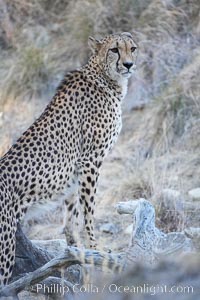 Cheetah, Acinonyx jubatus