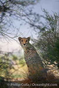 Cheetah, Acinonyx jubatus