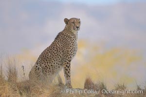 Cheetah, Acinonyx jubatus