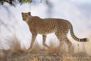 Cheetah, Acinonyx jubatus