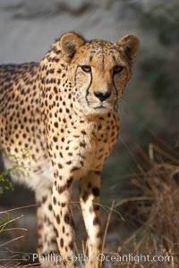 Cheetah, Acinonyx jubatus