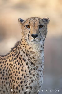 Cheetah, Acinonyx jubatus