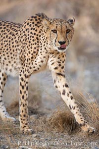 Cheetah, Acinonyx jubatus