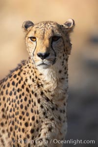 Cheetah, Acinonyx jubatus