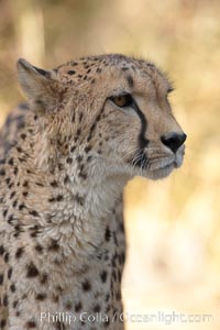 Cheetah, Acinonyx jubatus