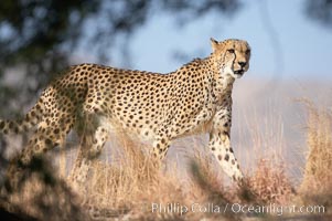 Cheetah, Acinonyx jubatus