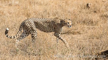 Cheetah, Amboseli National Park, Acinonyx jubatus