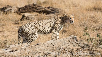 Cheetah, Amboseli National Park, Acinonyx jubatus