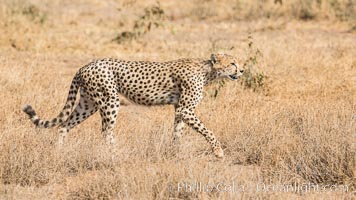 Cheetah, Amboseli National Park