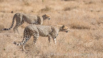 Cheetah, Amboseli National Park, Acinonyx jubatus