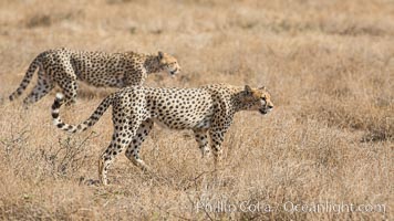 Cheetah, Amboseli National Park