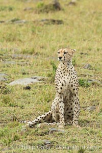 Cheetah, Maasai Mara National Reserve, Acinonyx jubatus