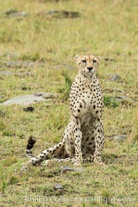 Cheetah, Maasai Mara National Reserve, Acinonyx jubatus