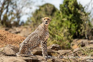 Cheetah, Mara North Conservancy, Kenya, Acinonyx jubatus