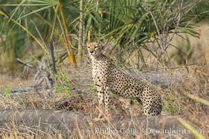 Cheetah, Meru National Park, Acinonyx jubatus