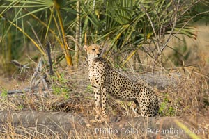 Cheetah, Meru National Park