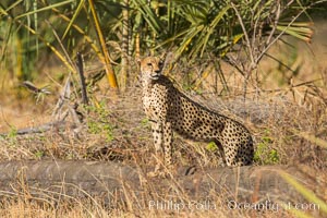 Cheetah, Meru National Park, Acinonyx jubatus