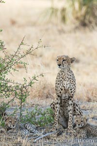 Cheetah, Meru National Park, Acinonyx jubatus