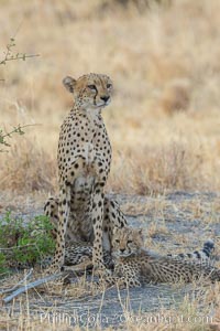 Cheetah and cub, Meru National Park, Acinonyx jubatus