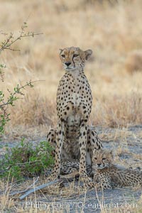 Cheetah, Meru National Park. Kenya, Acinonyx jubatus, natural history stock photograph, photo id 29622