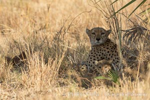 Cheetah, Meru National Park, Acinonyx jubatus