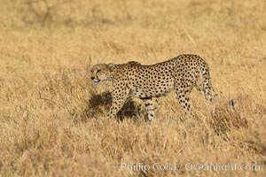 Cheetah, Meru National Park