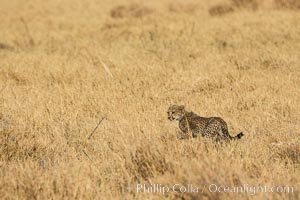 Cheetah, Meru National Park, Acinonyx jubatus