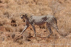 Cheetah, Meru National Park, Acinonyx jubatus