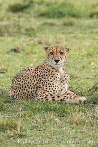 Cheetah, Olare Orok Conservancy, Acinonyx jubatus