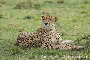 Cheetah, Olare Orok Conservancy, Acinonyx jubatus