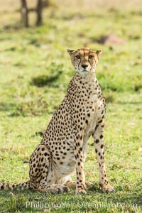 Cheetah, Olare Orok Conservancy, Acinonyx jubatus