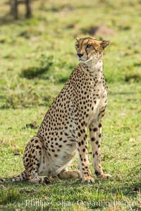 Cheetah, Olare Orok Conservancy