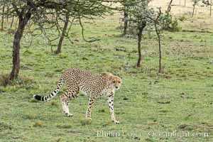 Cheetah, Olare Orok Conservancy, Acinonyx jubatus