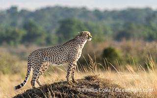 Cheetah in tall grass in the Masai Mara, Acinonyx jubatus, Kenya, Acinonyx jubatus, Maasai Mara National Reserve
