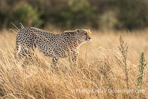 Cheetah in tall grass in the Masai Mara, Acinonyx jubatus, Kenya, Acinonyx jubatus, Maasai Mara National Reserve