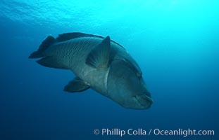 Napolean wrasse, Cheilinus undulatus, Egyptian Red Sea