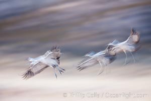 Snow geese in flight, wings are blurred in long time exposure as they are flying, Chen caerulescens, Bosque Del Apache, Socorro, New Mexico