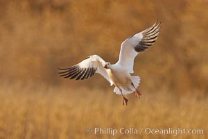 Snow goose in flight.